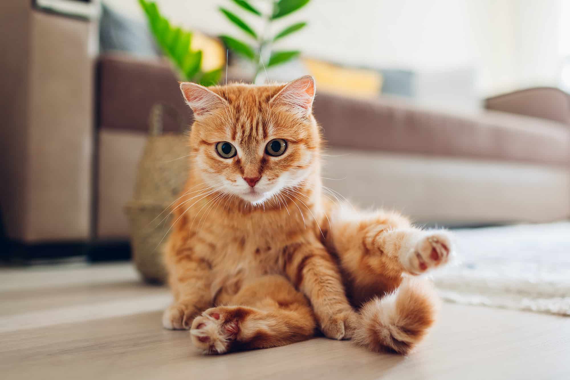 cat sitting on floor in living room